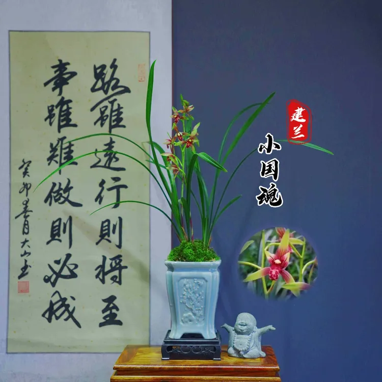 建兰精品[小国]带青色陶瓷盆种好适合新手好养易活四季适宜