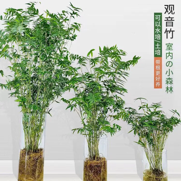可水土培米竹观音竹转运竹懒人水培植物室内外易养好活观赏植物