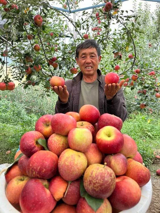 四川大凉山盐源冰糖心丑苹果高山高原高海拔新鲜苹果水果5/8斤