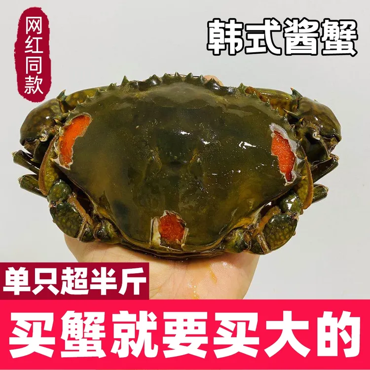 8两-1斤特大青 宁波特产酱青蟹韩式生腌蟹 即食红膏母蟹 醉蟹青蟹