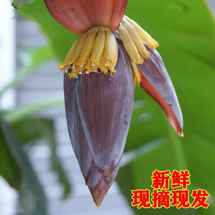 广西新鲜采摘芭蕉花香蕉花净重整个花发易氧化黑介意慎拍绿色蔬菜