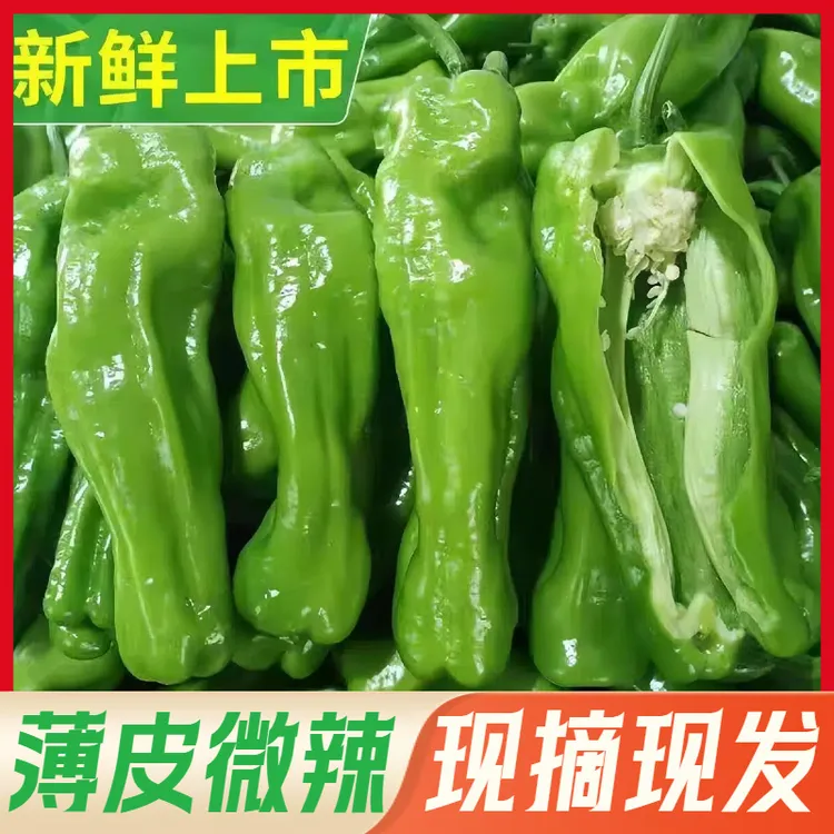 大薄皮青椒微辣山东特产青辣椒现摘现发新鲜脆嫩做虎皮青椒包邮
