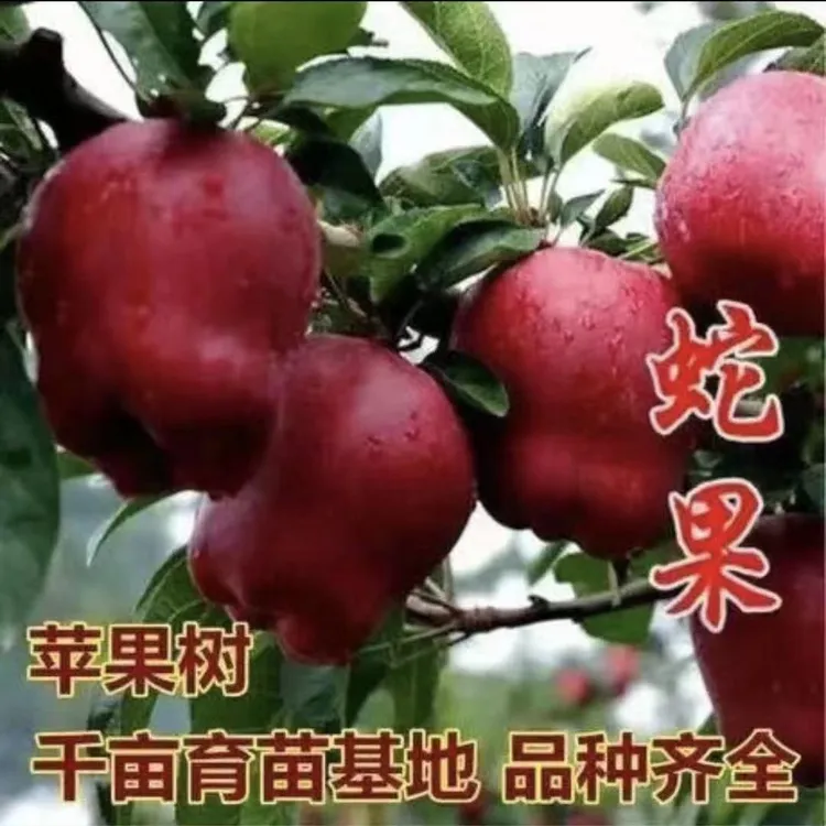 新品种美国蛇果苹果苗嫁接花牛苹果树苗盆栽地栽当年结果红蛇果苗