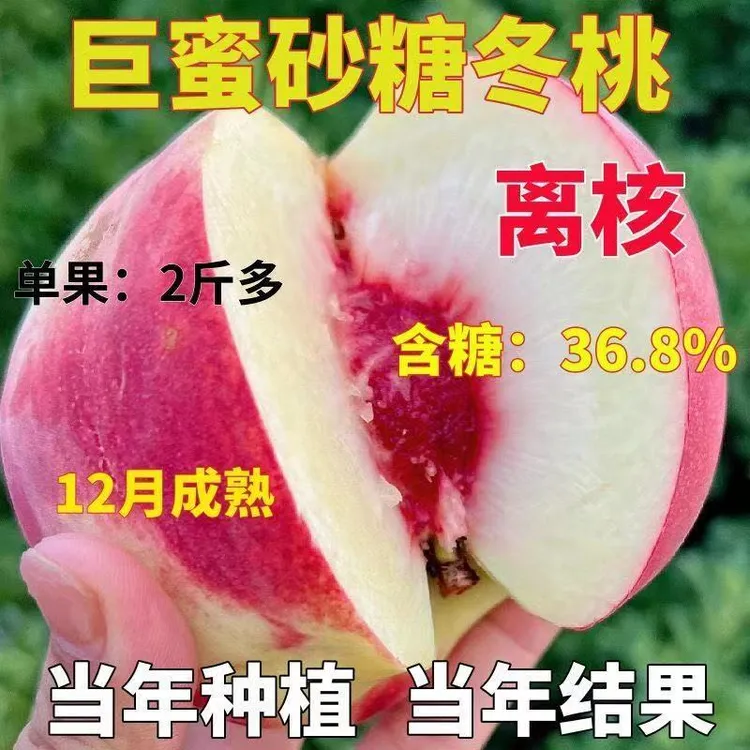 冬桃树苗九月成熟桃树苗大果雪桃子苗南北方盆栽地栽耐寒当年结果