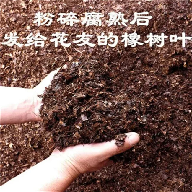 长春君子兰专用土橡树叶土腐叶土植物透气春季精品庭院秋季美观