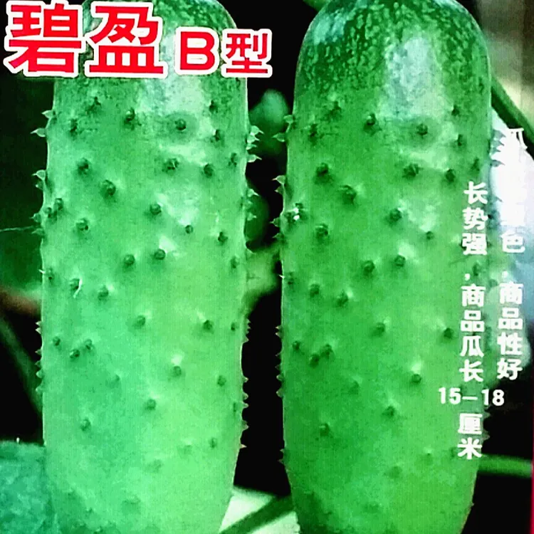荷花坑唐山秋瓜碧盈B型黄瓜种子水果味翠绿20克春秋季节抗病高产