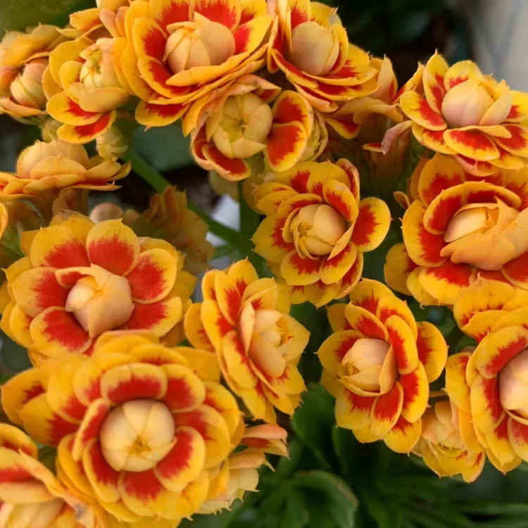 『洛桑女神』长寿花110（花苞发货）