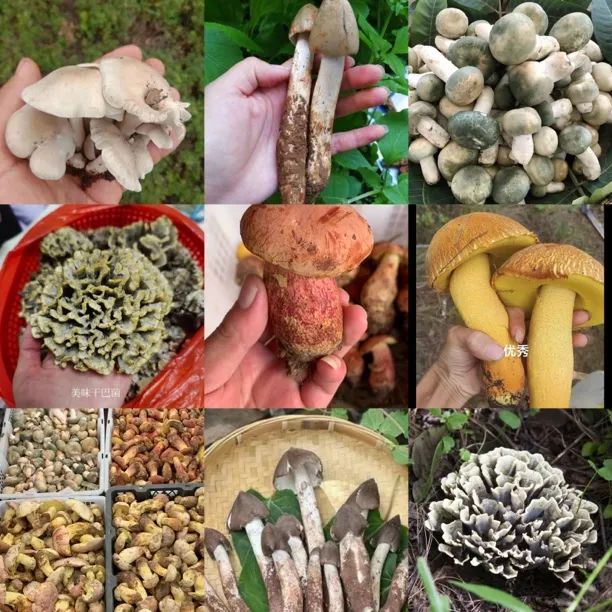 云南野生菌鲜货冰切（包邮）