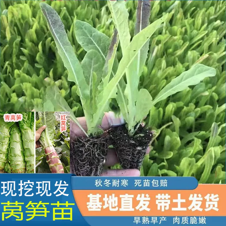 莴笋苗莴苣秧苗青皮红皮菜秧苗油麦菜耐寒蔬菜苗秋冬阳台庭院种植
