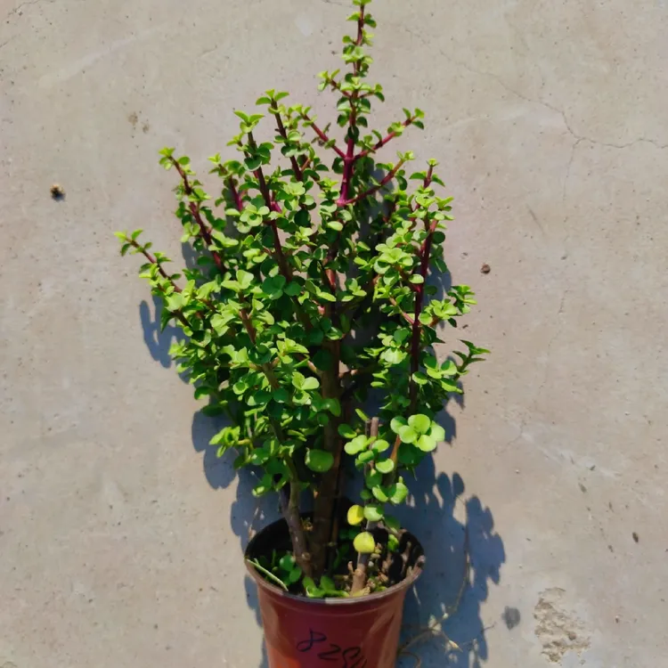 金枝玉叶一盆原盆土发货