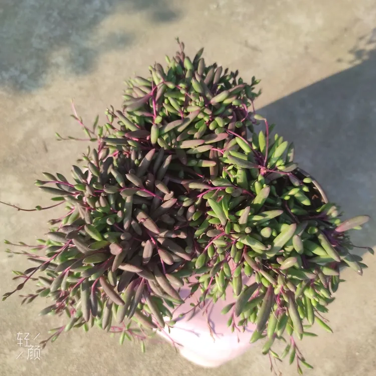 多肉植物垂吊紫玄月网红款（12cm口径小盆，原土原盆发货）开花