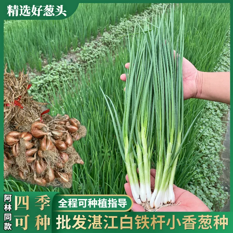广东湛江白铁杆小香葱种子四季易种小葱阳台盆栽基地种植葱头种子