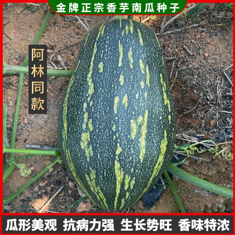 【阿林推荐】香芋南瓜种子正宗芋头甜南瓜种孑籽早熟春秋浓香种籽