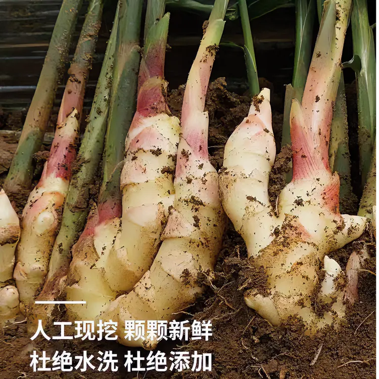 【顺丰包邮】嫩姜新鲜大仔姜子姜山东红芽指头生姜山东大姜老醋鲜姜