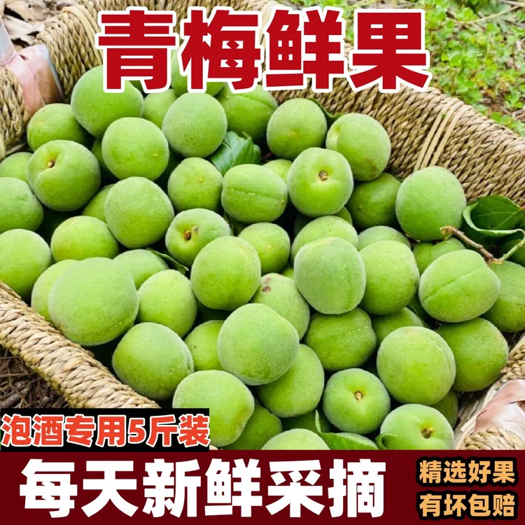 现摘新鲜青梅果清脆酵素梅子泡酒专用酸爽口诏安深山梅子露正宗品