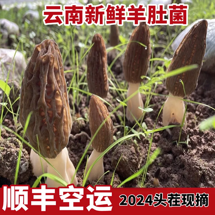 顺丰2024现摘新鲜羊肚菌特级云南肉厚菌菇煲汤食材非野生羊肚菇