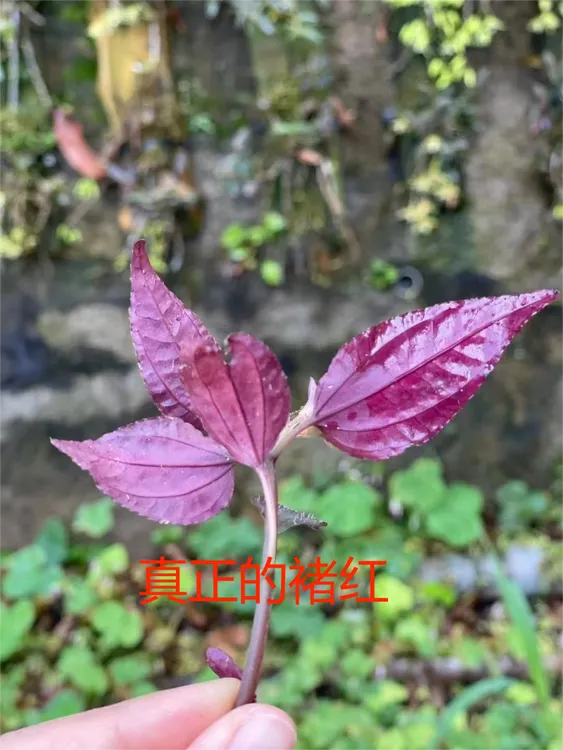 【山货】4年苗（褚红）30包-深山采摘传统手工干货泡水风柜斗草褚头红