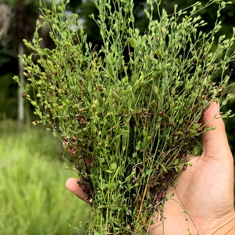 田基黄根茎地耳草寸金草香草新鲜干货田基王江西赣州250g车前草