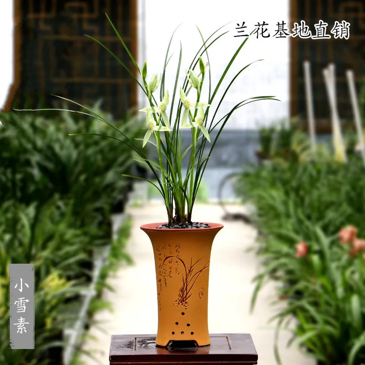 兰花苗莲瓣兰小雪素带花苞浓香客厅阳台室内绿植盆栽好养裸根发货