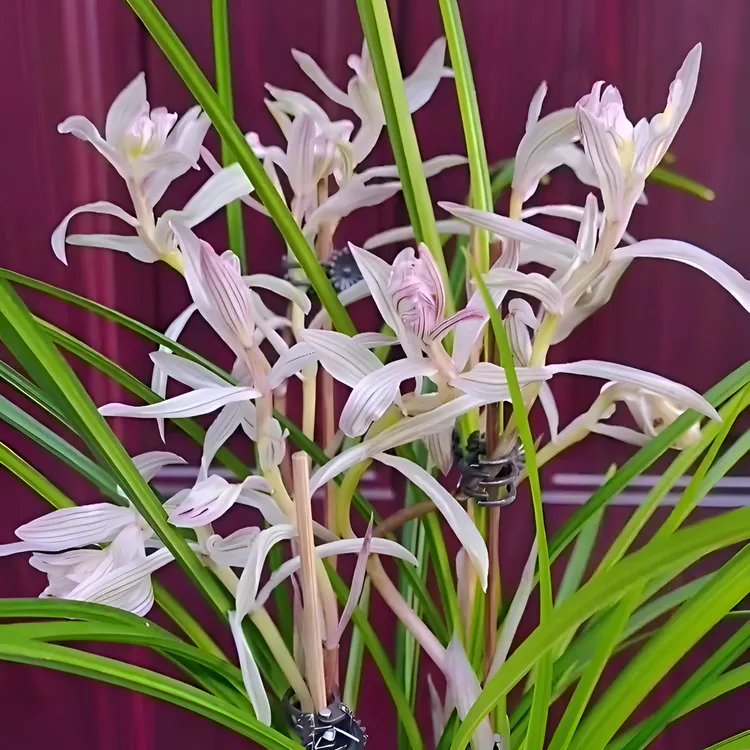 莲瓣兰金沙树菊带花苞阳台办公室窗台绿植花卉名贵兰花苗产地直发