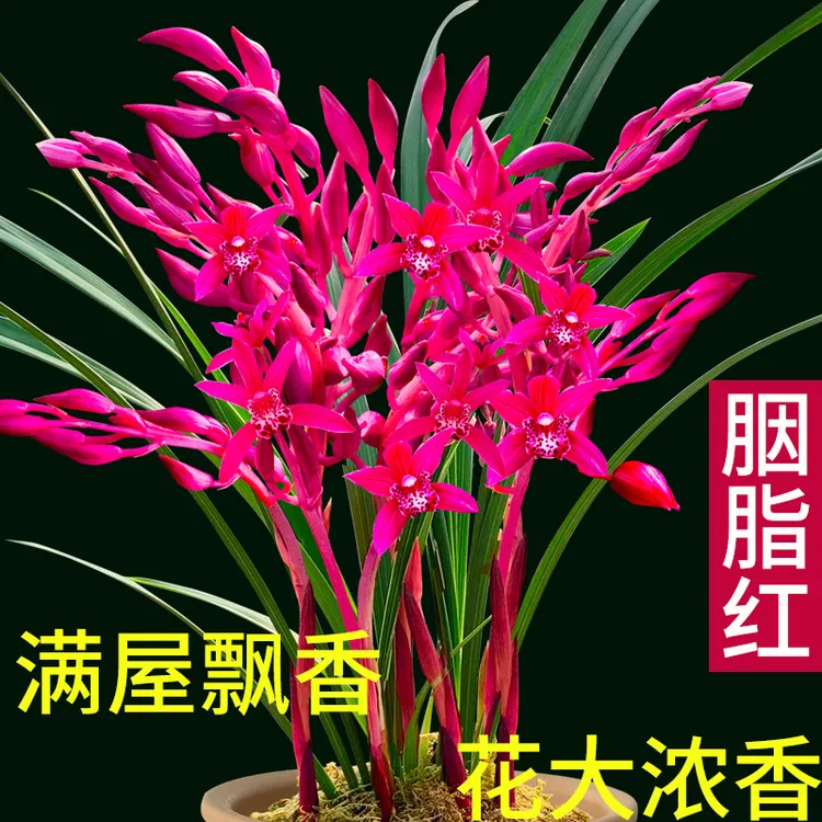 正宗飘香兰花植物室内颗粒四季建兰胭脂红无花苞裸根发货阳台花卉