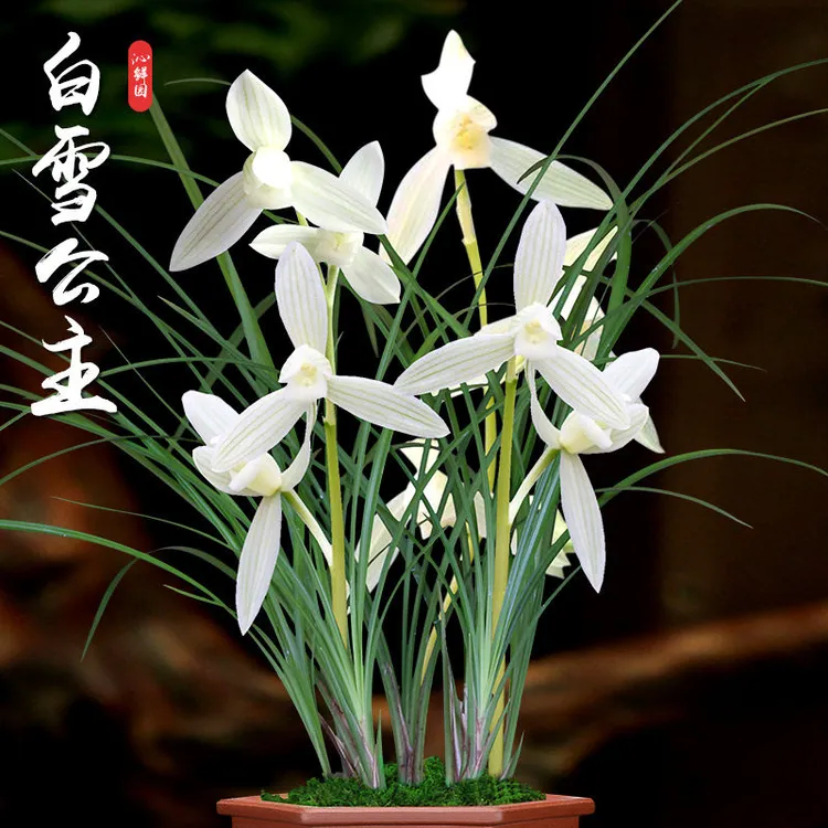 莲瓣兰白雪公主带花苞浓香兰花苗客厅阳台室内花卉植物好养原生苗