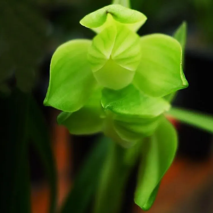 春剑兰花苗素花荷形雨露浓香带花苞趣味阳台窗台花卉盆栽植物美观