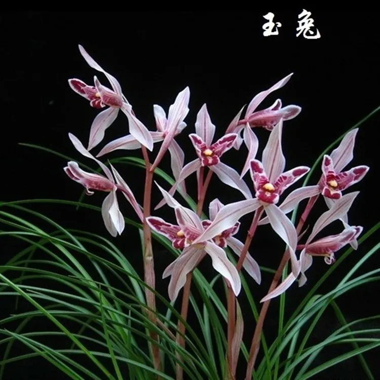 带花苞发货莲瓣兰玉兔彩蝶浓香花卉绿植裸根客厅盆栽植物产地直发