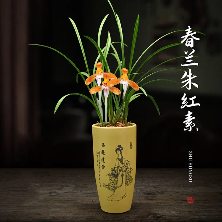 兰花盆栽春兰朱红素带花苞室内植物浓香好养阳台客厅名贵兰花苗