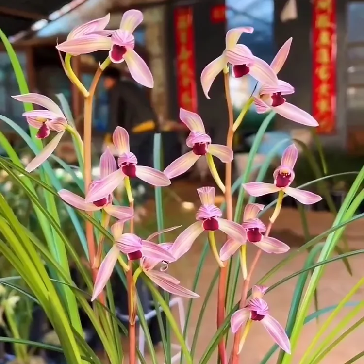 莲瓣兰烈焰红唇带花苞发货浓香花卉绿植裸根植物阳台使用好养兰花