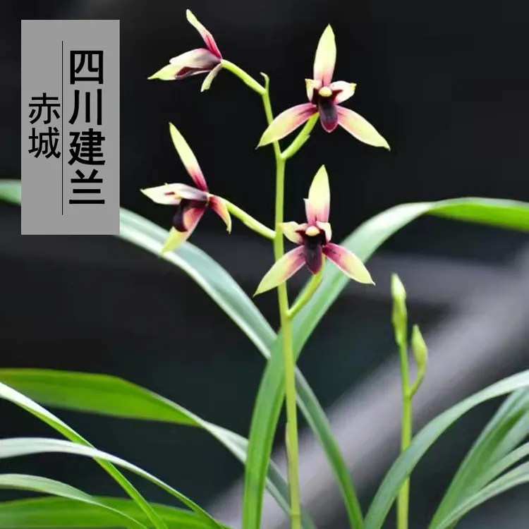 兰花盆栽植室内四季建兰赤城无花苞名贵花卉使用进口颗粒裸根发货