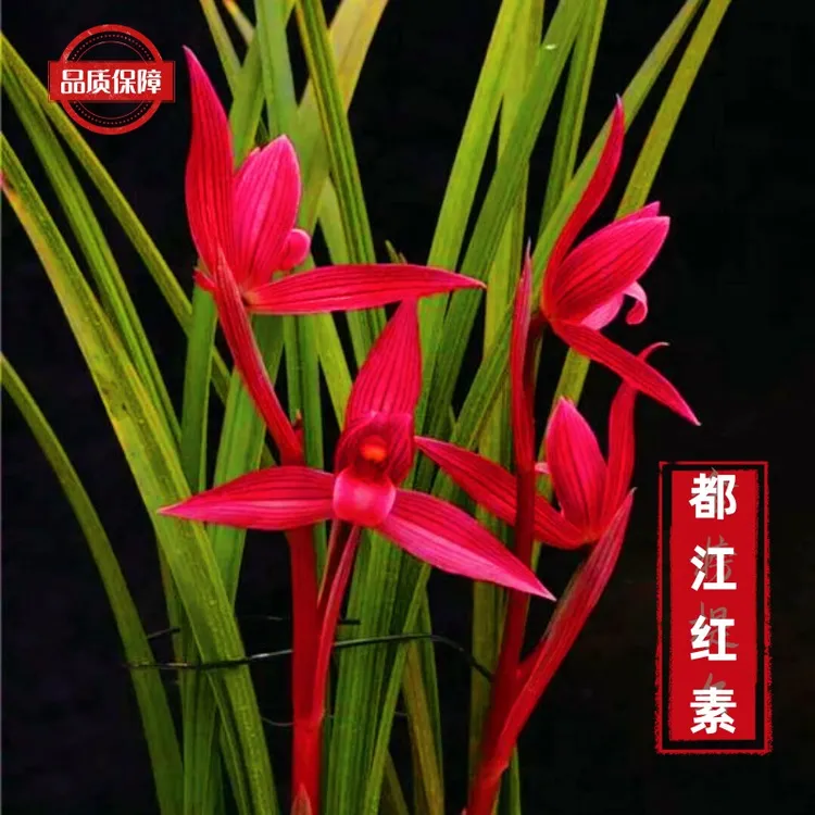 名贵兰花苗春剑都江红素带花苞阳台美观花卉植物种植产地直发