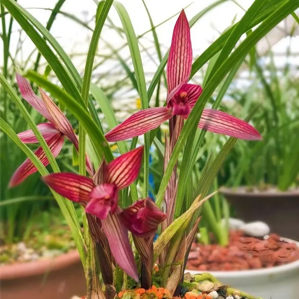 春兰中东红素带花苞浓香型阳台办公室精品客厅兰草花名贵兰花苗