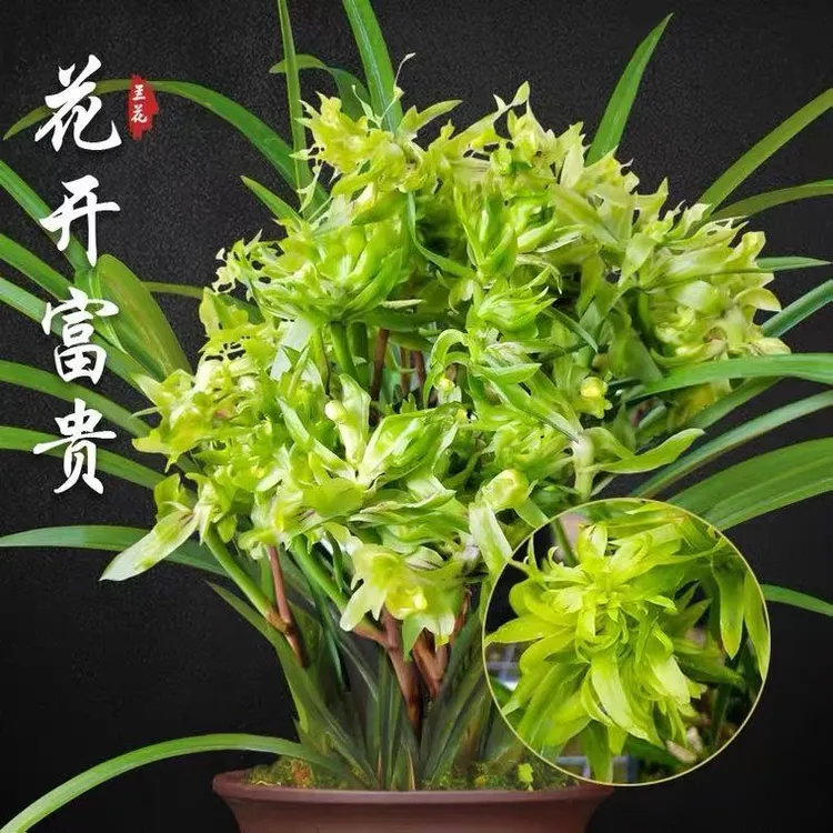 兰花盆栽植物室内春兰花开富贵无花苞发货好养阳台窗台客厅兰花苗