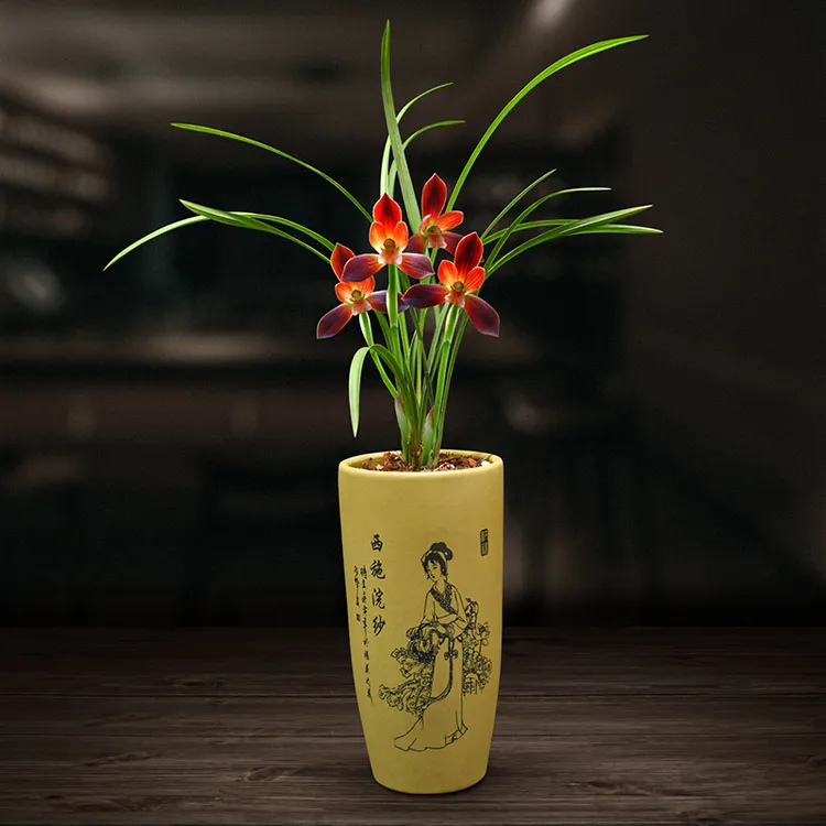 兰花盆栽春兰红河红带花苞室内植物浓香好养阳台客厅名贵兰花苗