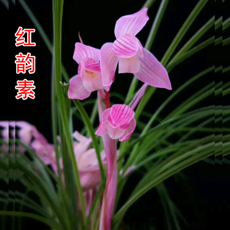 莲瓣兰红韵素带花苞发货浓香型室内办公室窗台绿植花卉名贵兰花苗