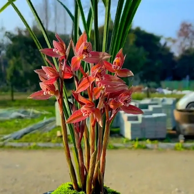 春剑苋朱砂带花苞发货开花浓香好养绿植花卉植物盆栽名贵兰花苗