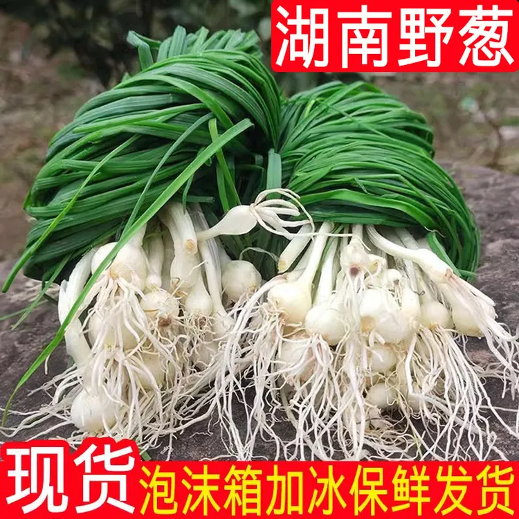 湘西野葱新鲜小根蒜胡葱野菜小香葱薤白苦蒜泽蒜可做种苗12345斤