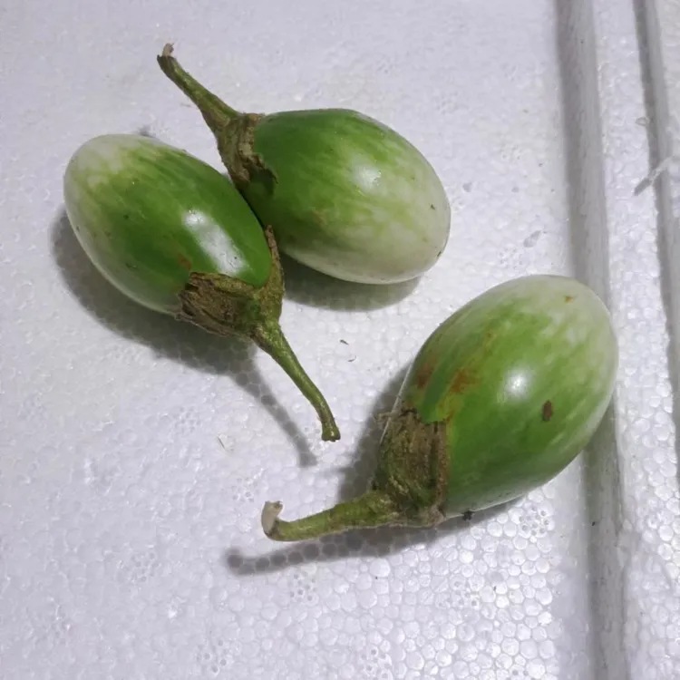 新鲜泰圆茄小圆茄绿茄子咖哩茄幼茄东南亚食材500克包邮农产品