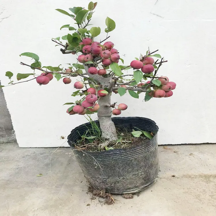 冬红果盆景树桩 长寿果老桩 亚当果精品造型海棠盆栽春观花夏观果