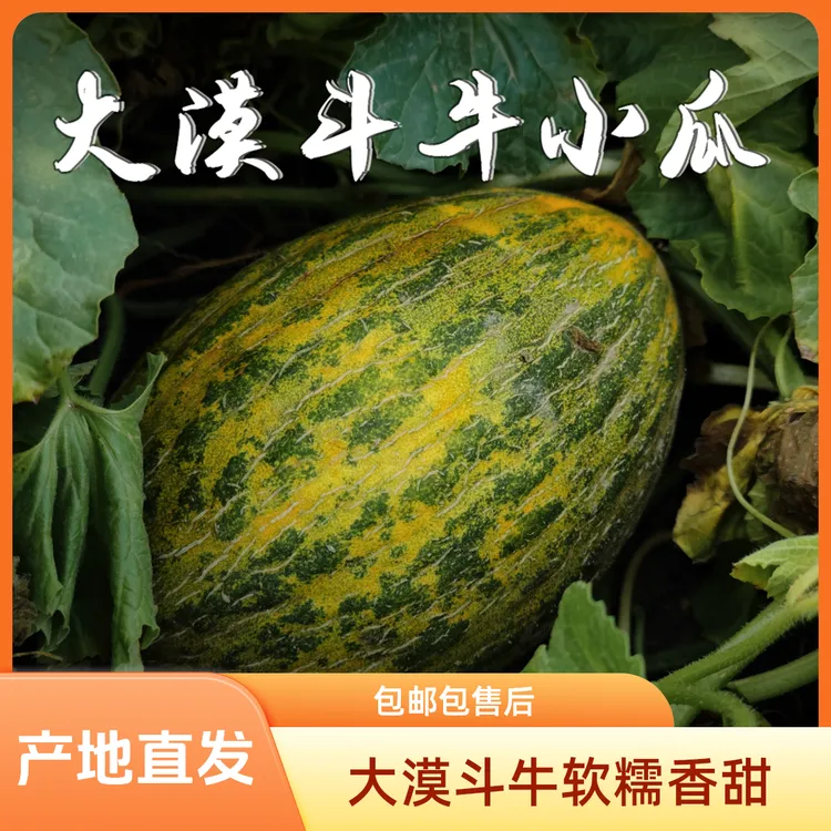 民勤蜜瓜大漠斗牛小瓜 软糯香甜 产地发货 顺丰包邮
