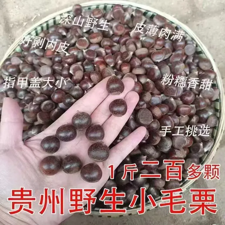 【超小号野生小毛栗】贵州新鲜野生小毛栗生圆栗油栗毛栗子生尖毛栗