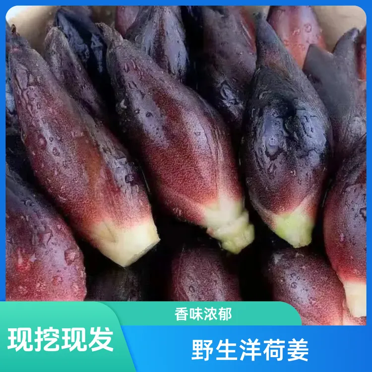 贵州农家洋荷姜新鲜阳荷姜现挖当季蔬菜阳和姜茗荷阳藿姜