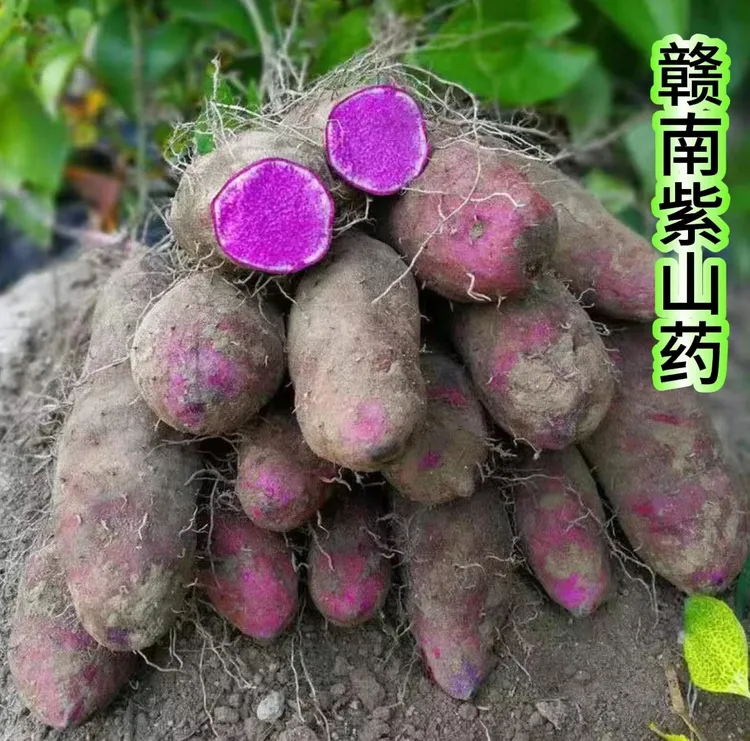 赣南紫山药现挖正宗铁棍山药紫脚板薯毛大薯紫玉淮山农家蔬菜新鲜