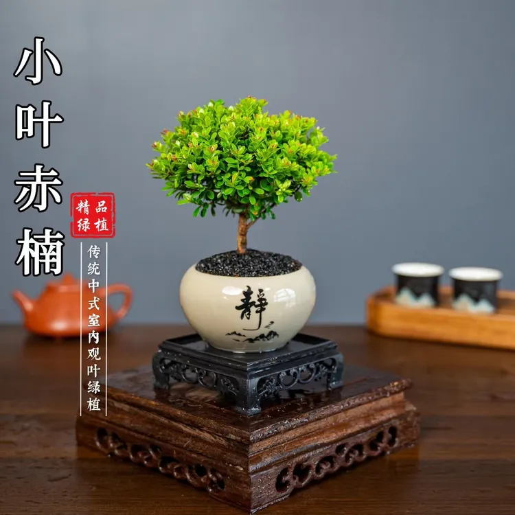 小叶赤楠舍得桌面盆景老桩净化空气绿植卧室盆栽实物鲜活好看
