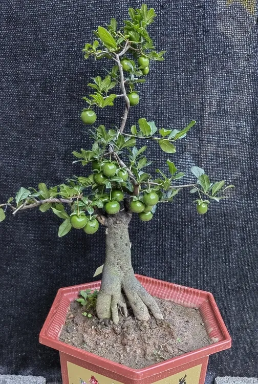 金弹子盆景和三峡小叶蚊木盆景直播间一物一拍实物图发货，