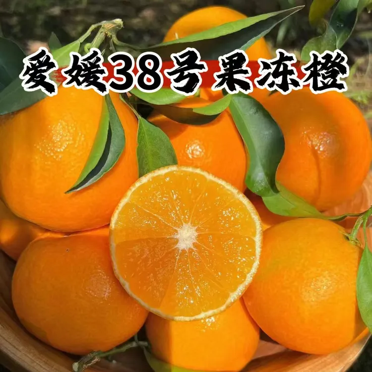 顺丰包邮【现摘现发】四川正宗爱媛38号果冻橙子新鲜采摘产地发瀑汁