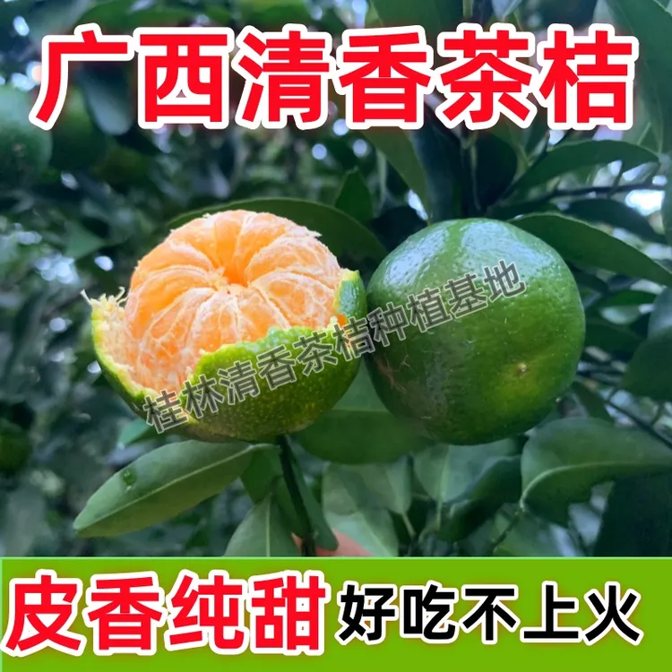广西清香茶橘桂林青香桔清香蜜桔茶香橘纯甜无酸巴西柑青皮桔包邮