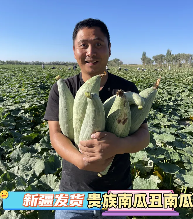 新疆发货贵族南瓜今年新货新疆原产地丑南瓜贵族老南瓜健康
