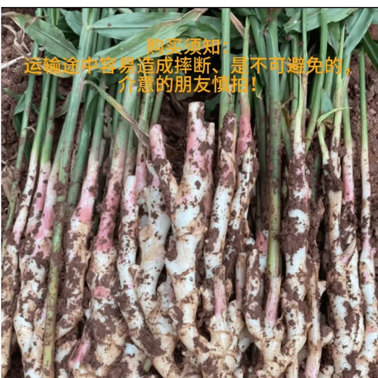 【四川自贡五宝镇】新鲜红芽竹根姜仔姜（净重4.5斤/8斤）现扯现发